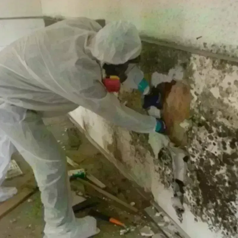 Mold Remediation and Removal in Shavertown, PA